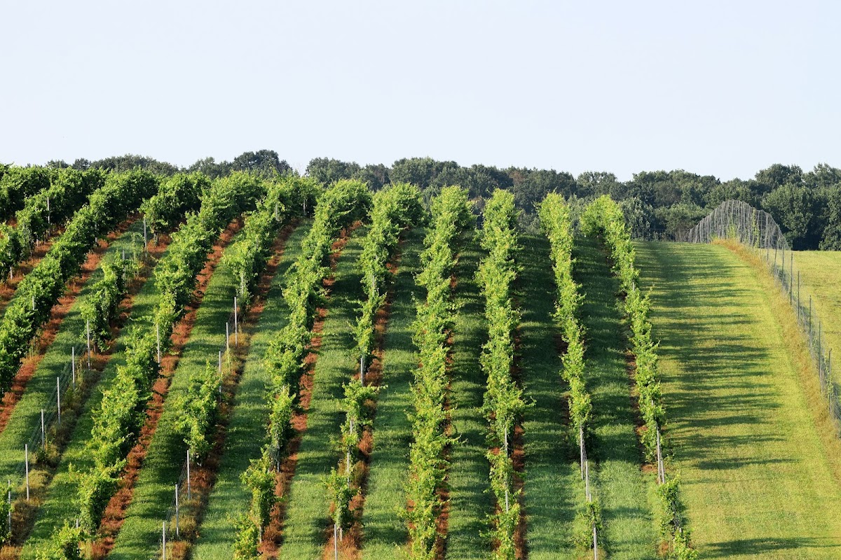 61 Vineyard