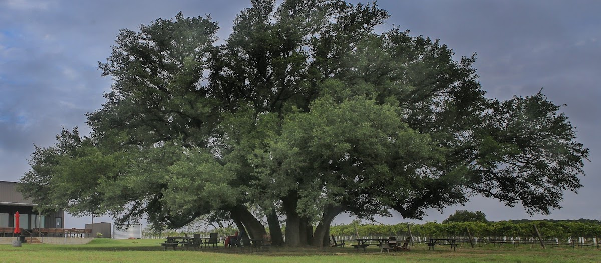 7 Creeks Vineyard