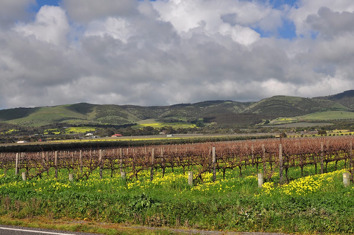 Danshi Rise Winery