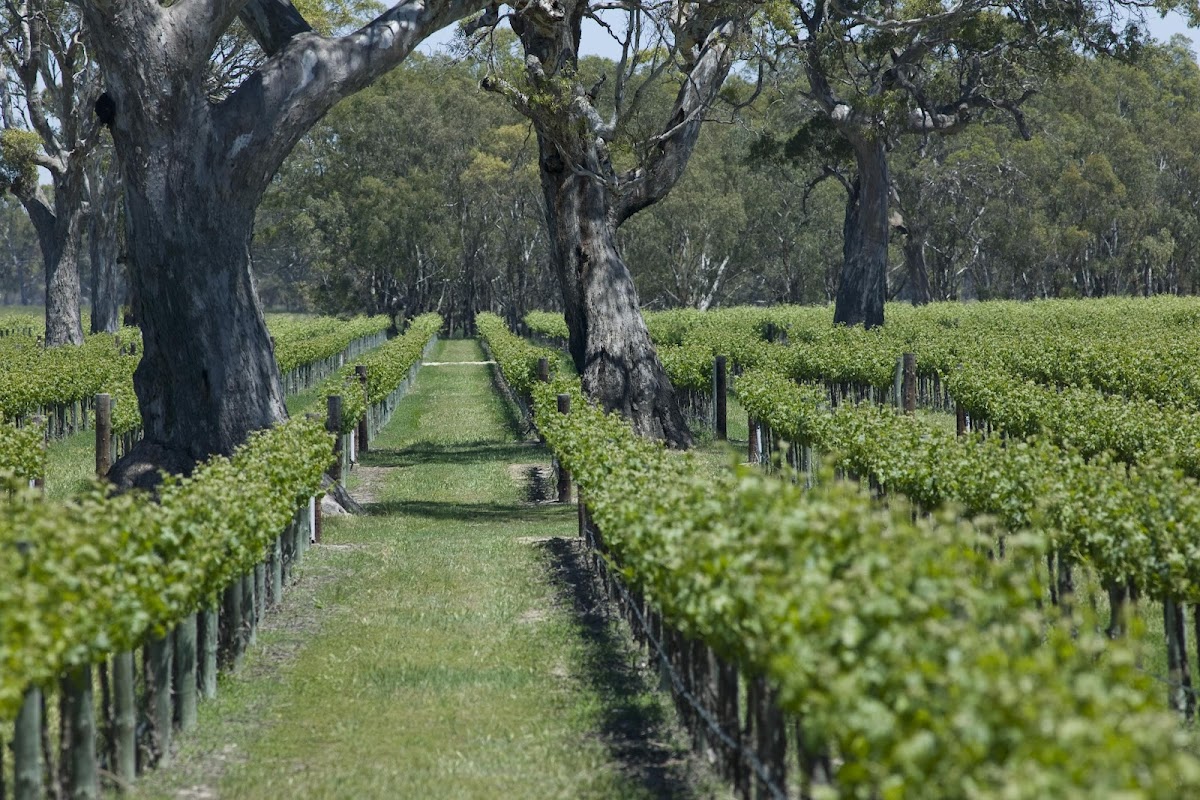 Jip Jip Rocks Wines
