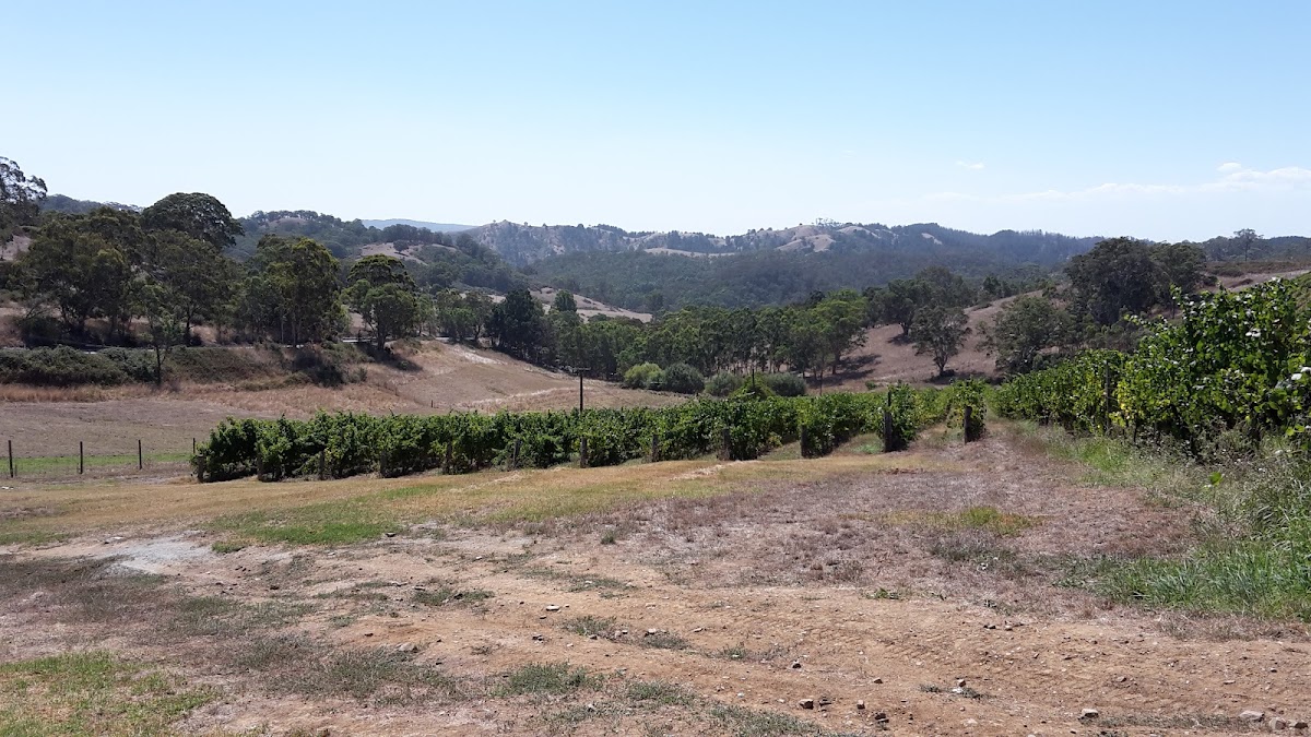 Kangaroo Creek Vineyard