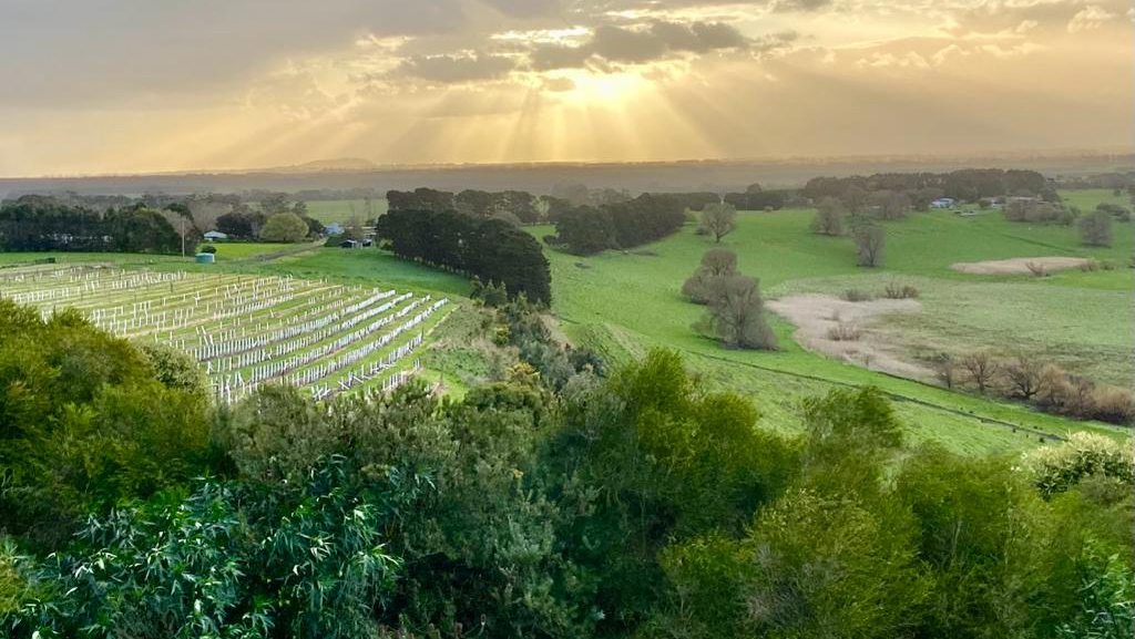 Keayang Maar Vineyard