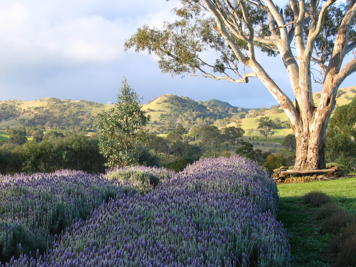 Lyndoch Lavender Farm & Cafe