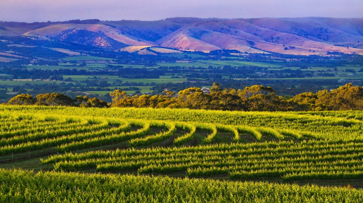 Nick Haselgrove Wines