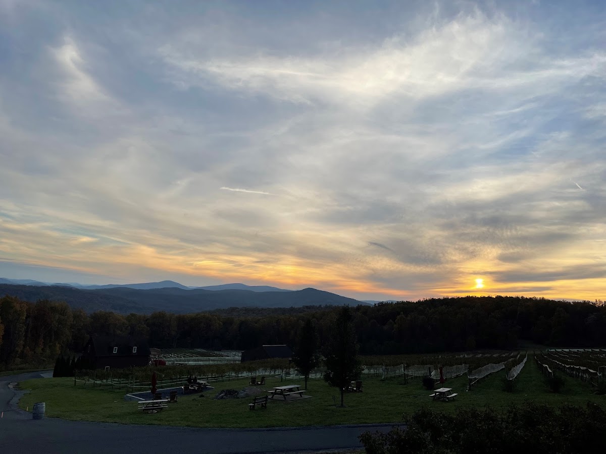 Accord Vineyards