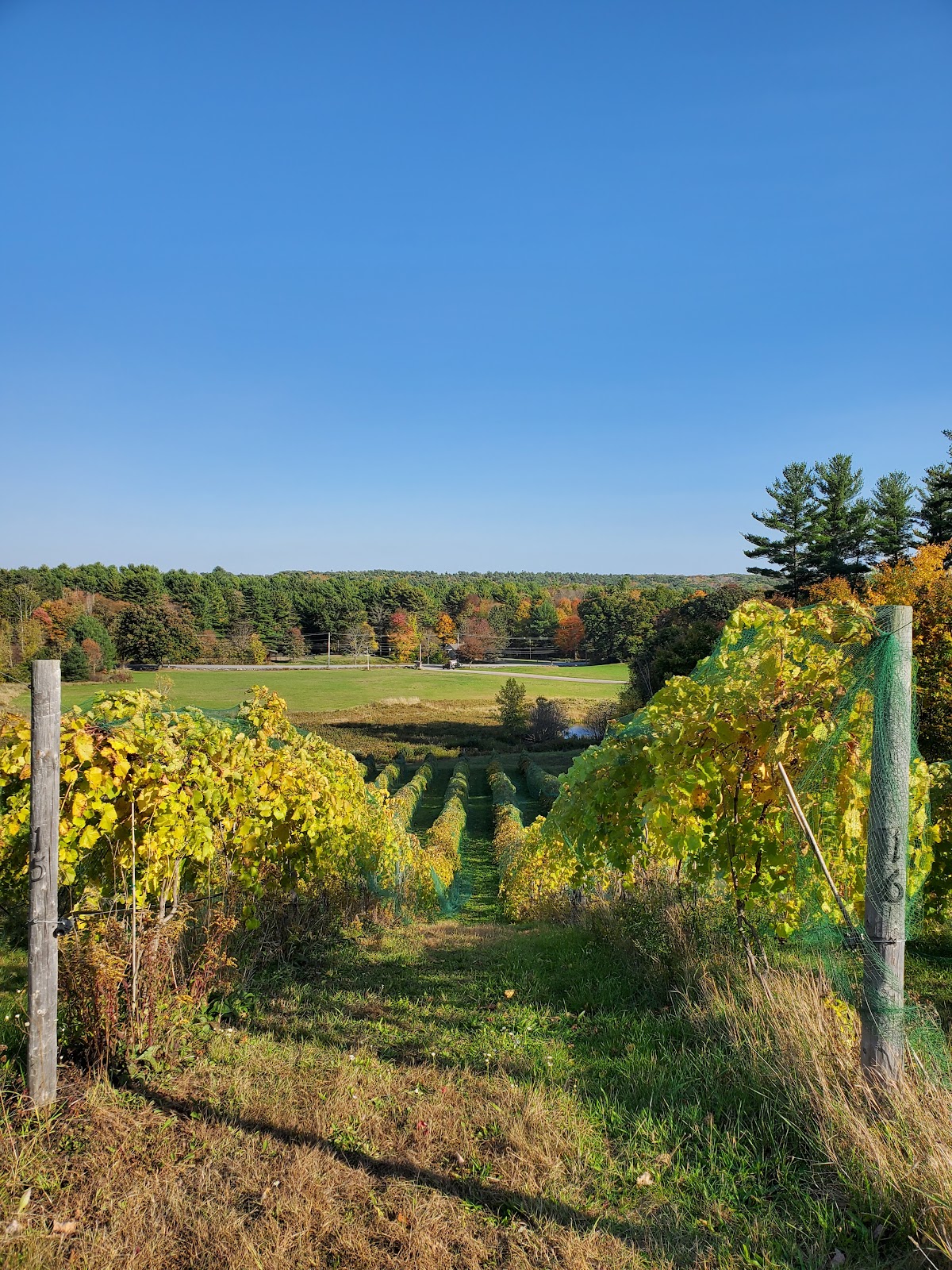 Agronomy Farm Vineyard