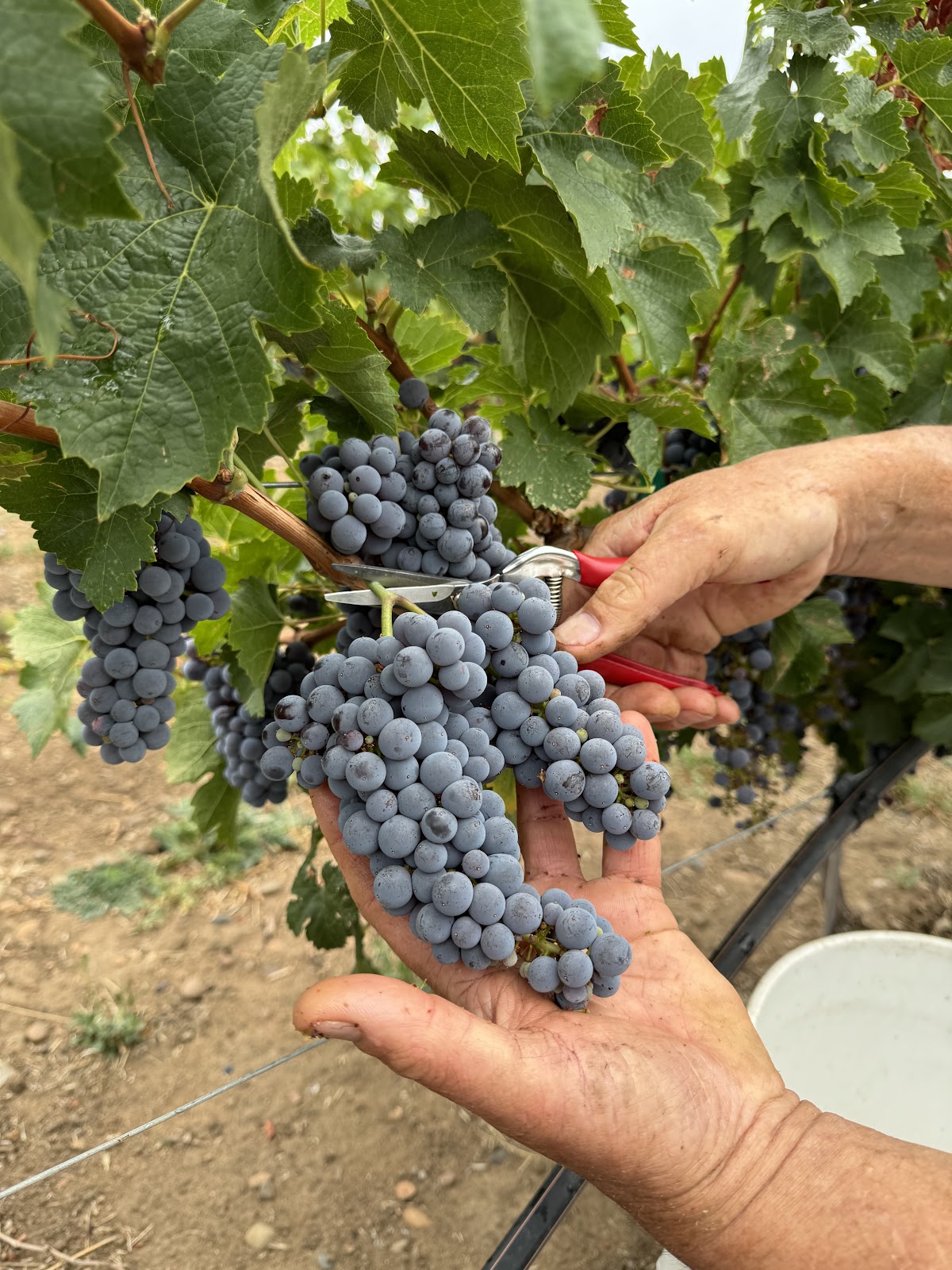 ALANNE VINEYARD, LLC
