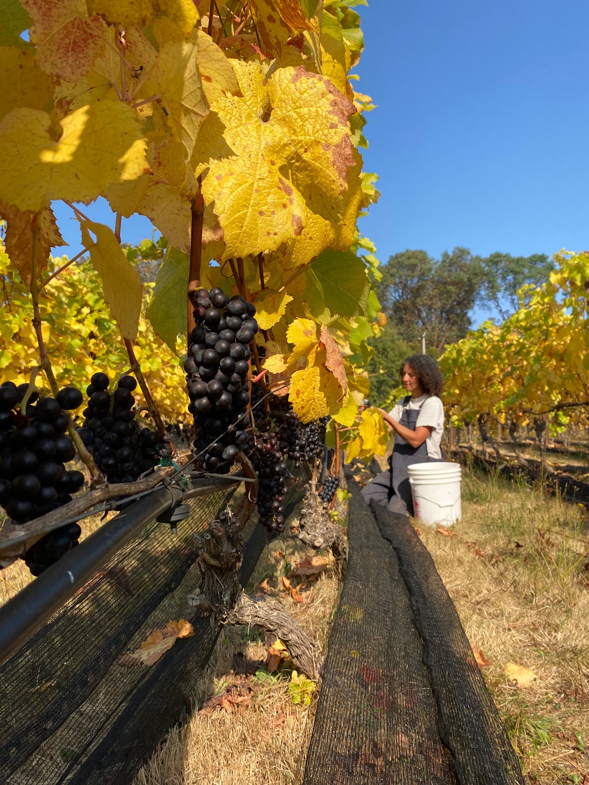 Alli Lanphear Vineyard