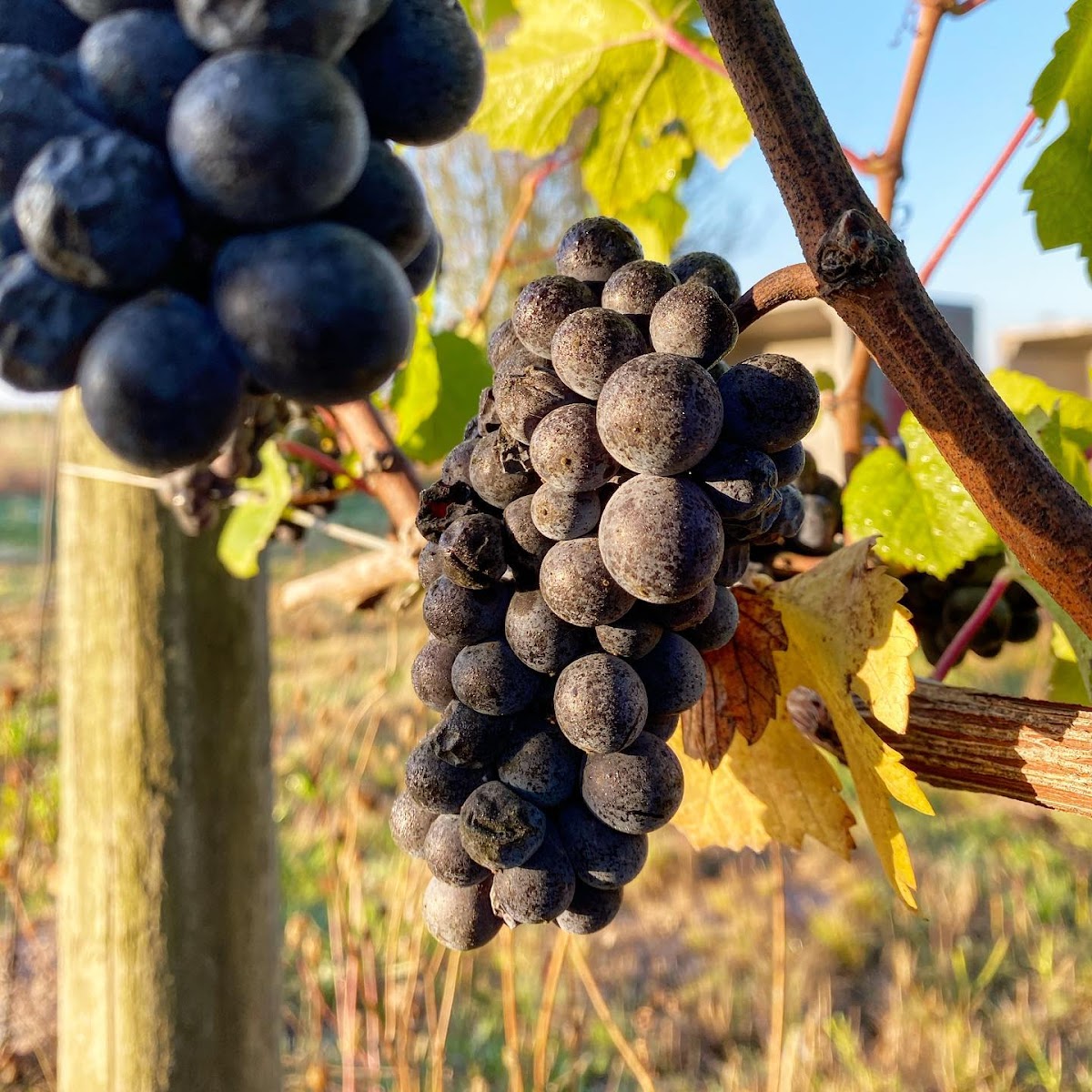 Alumbra Cellars