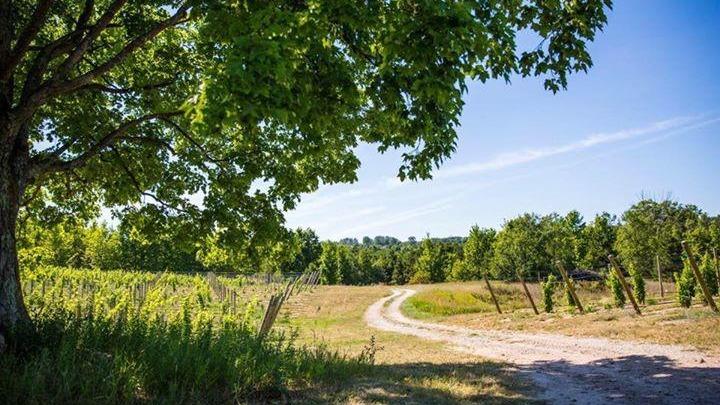 Amoritas Vineyards