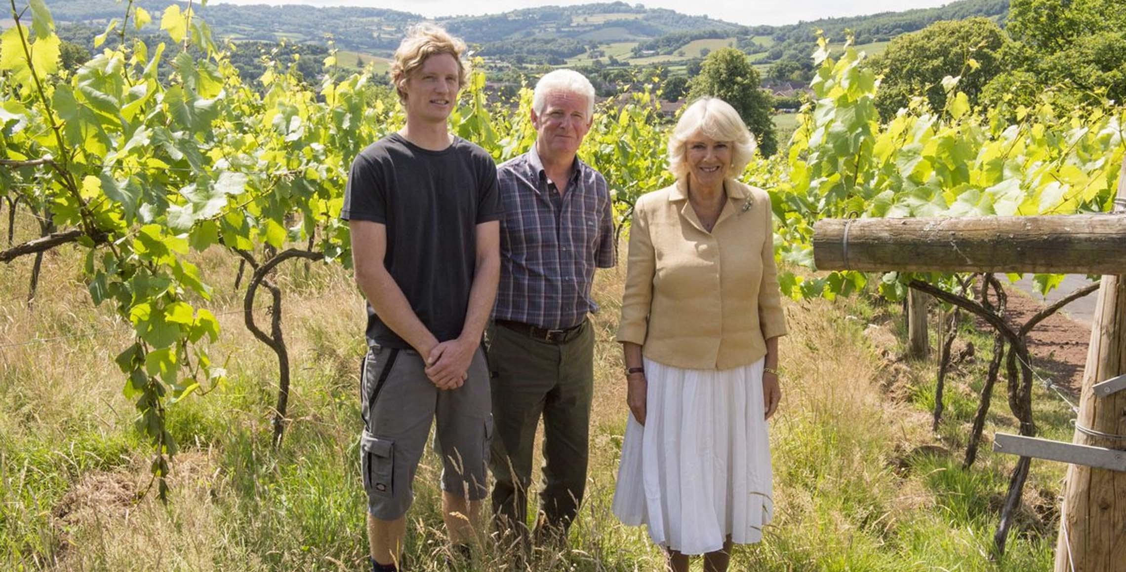 Ancre Hill Vineyard