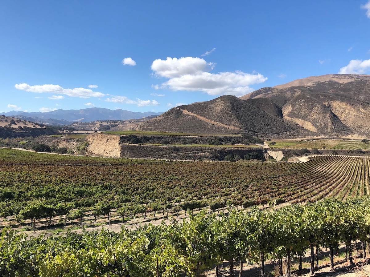 ASV WINES