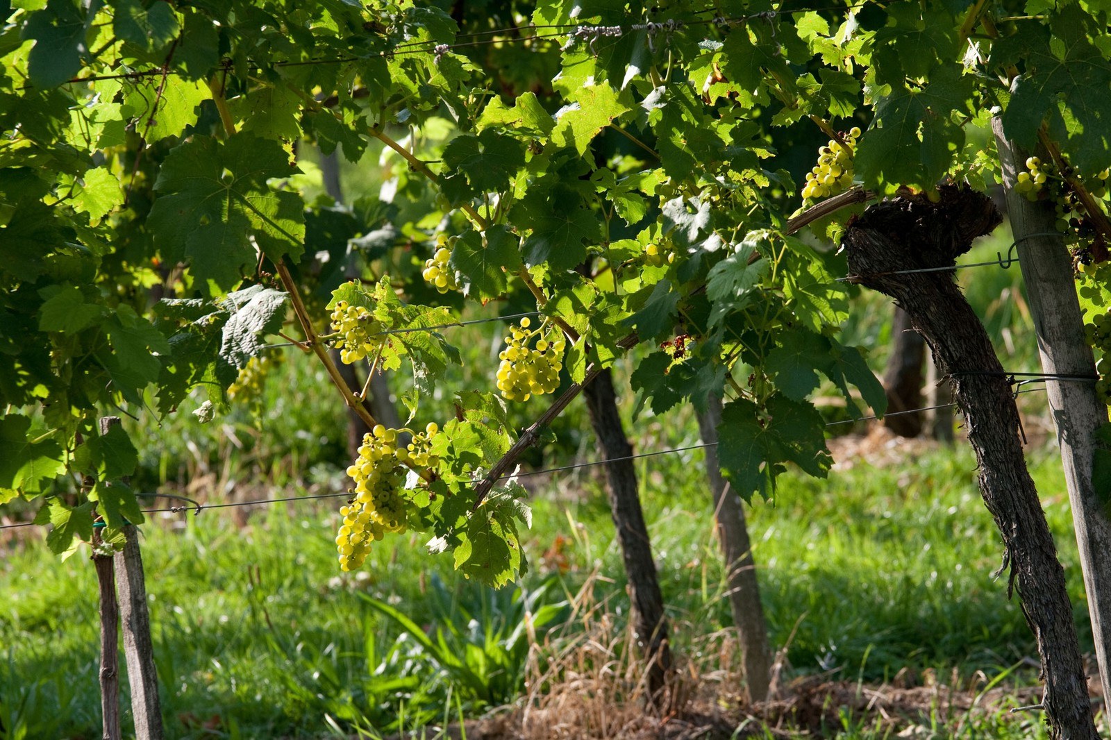 Wein vom Pock - Fabian Pock