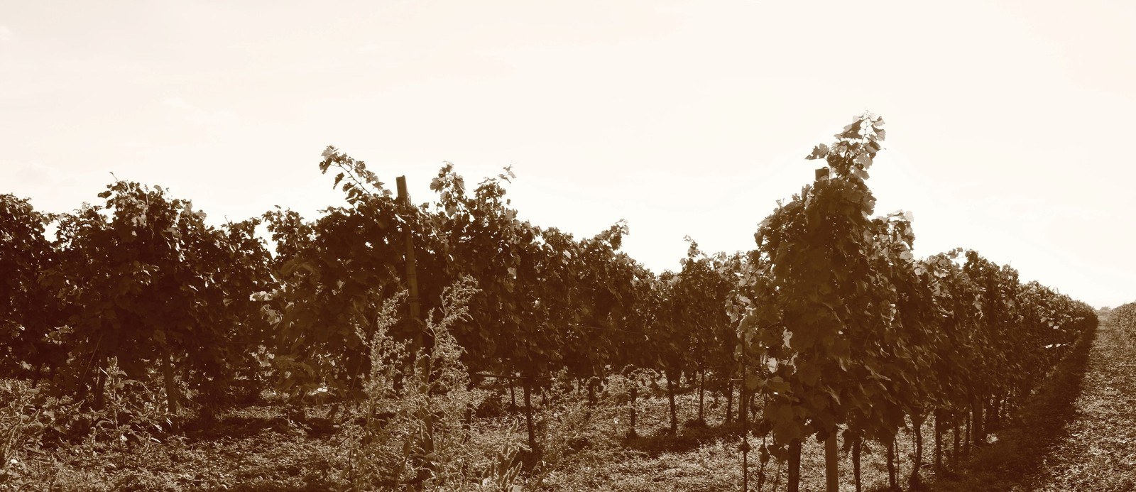 Preiner Wein GmbH
