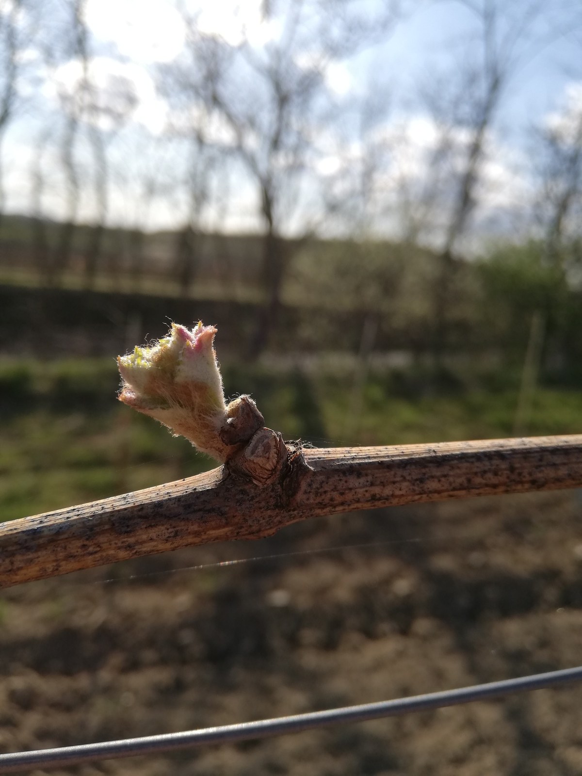 Weinbauernhof Fam. Diem