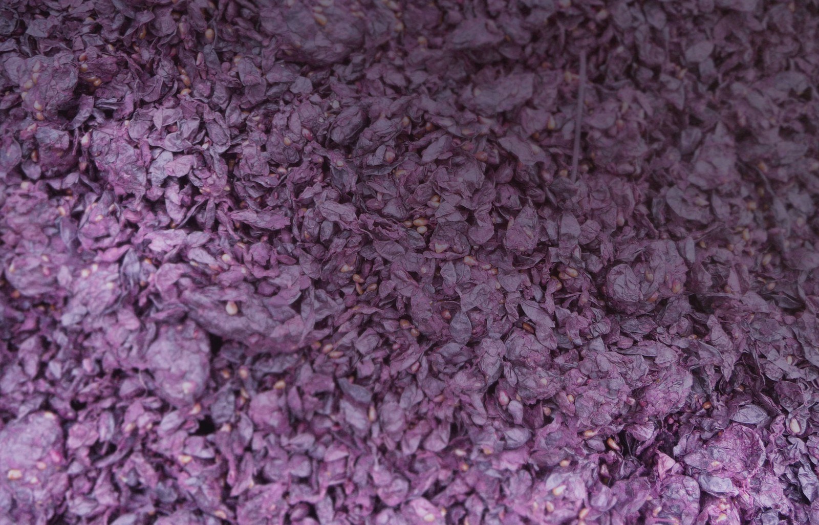 Pimpel