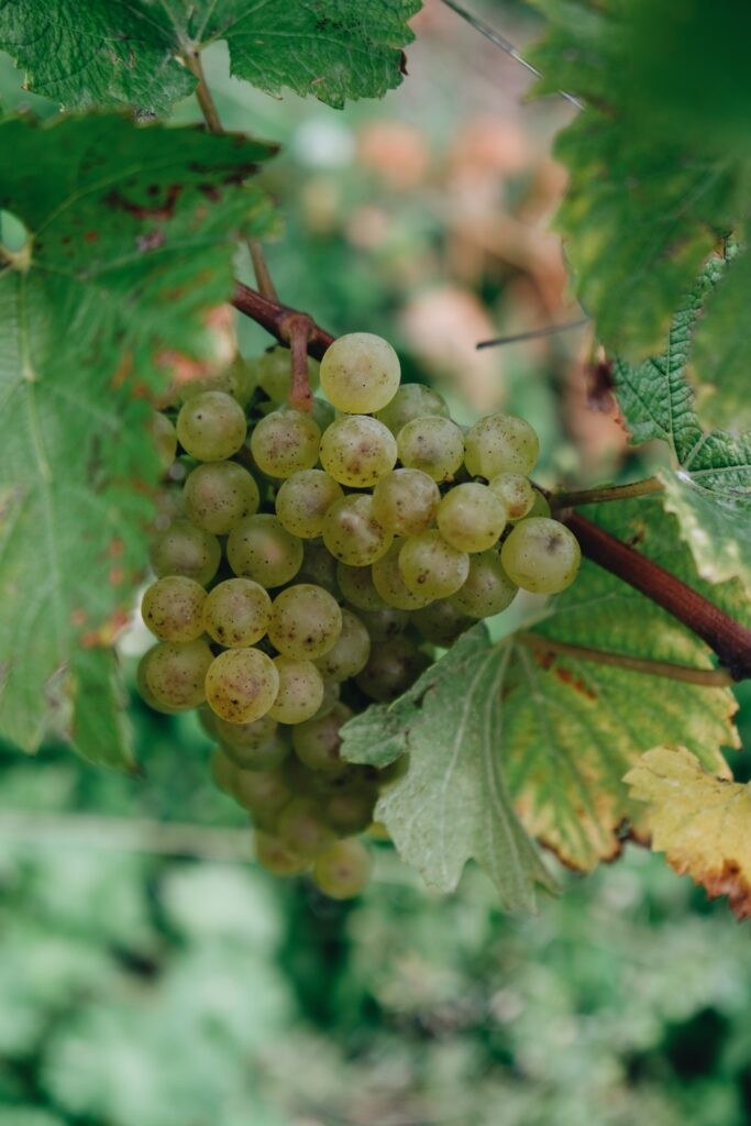 Kogler