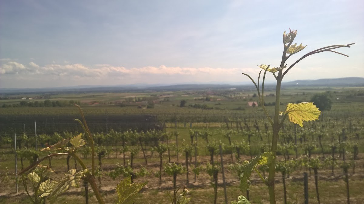 Köckeis