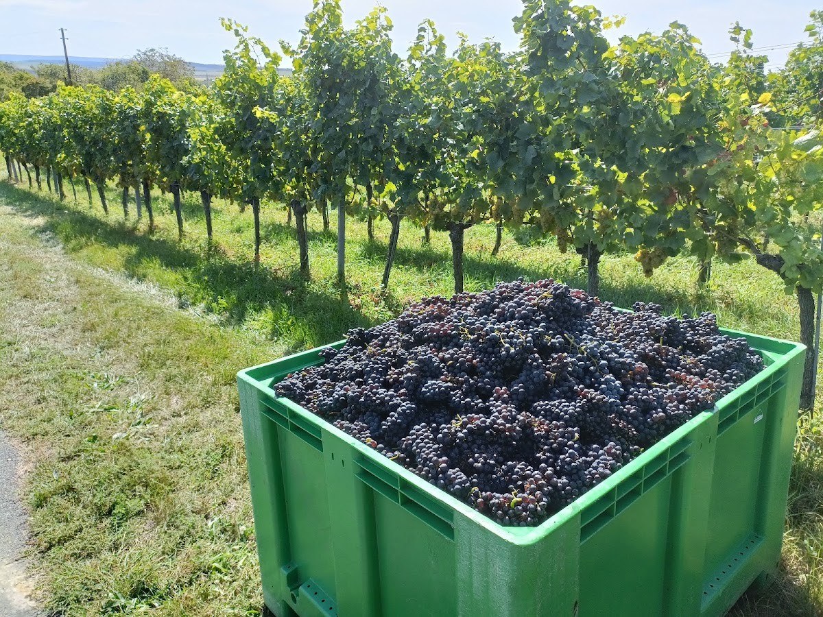 HERIST Wein