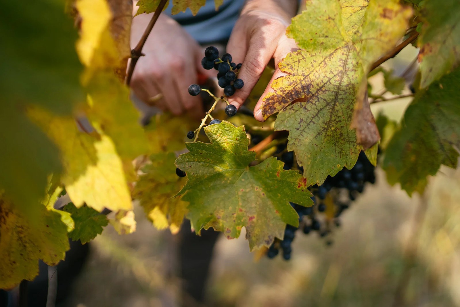 Gober & Freinbichler Wein