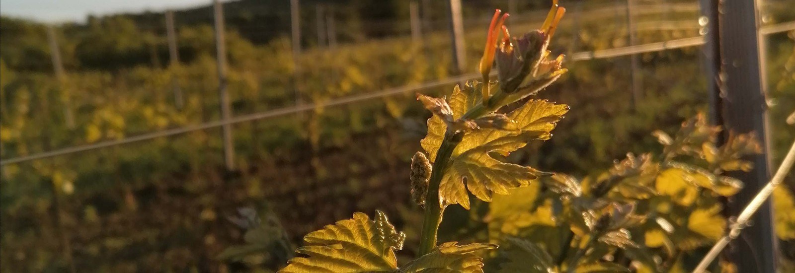 Wein-S.at