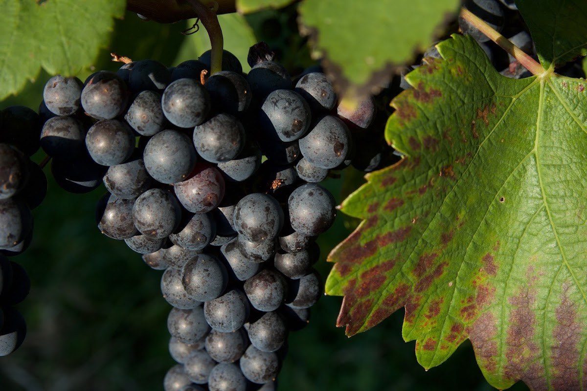 Herbstwein