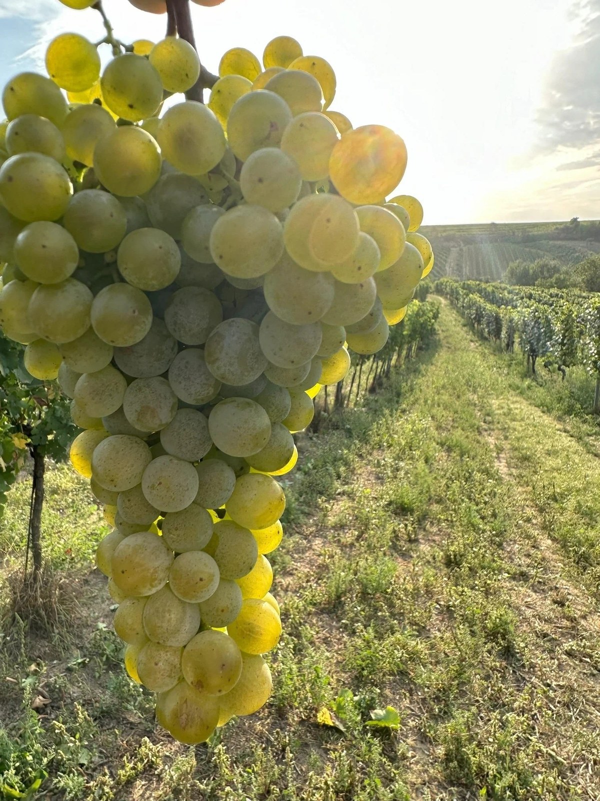Himmelbauer