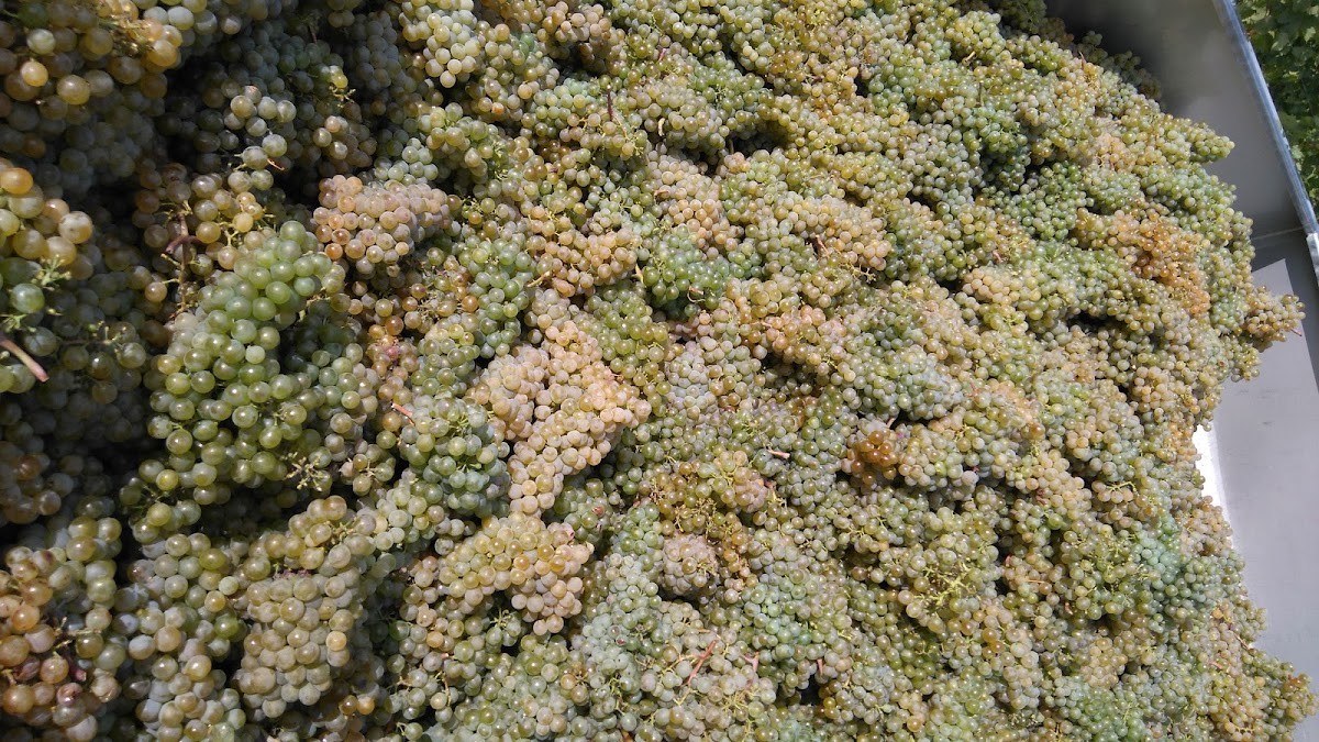 Weingut Romstorfer