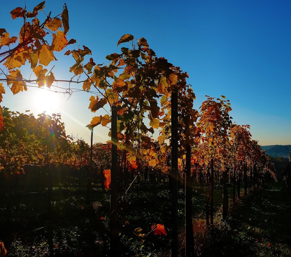 Weinbau Sommer