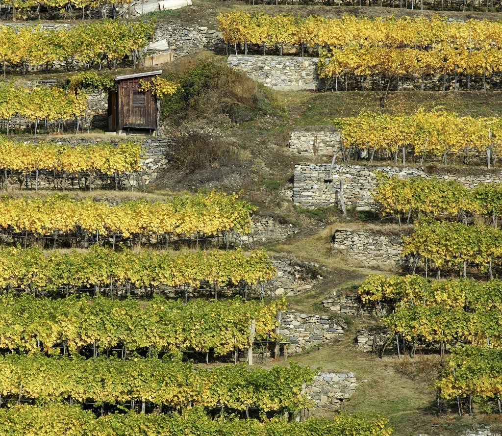 Weinbau Schrefl-Wolf
