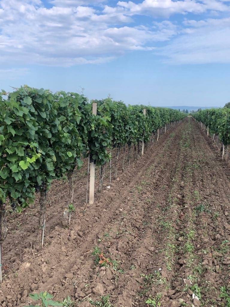 Weingut zur Dankbarkeit