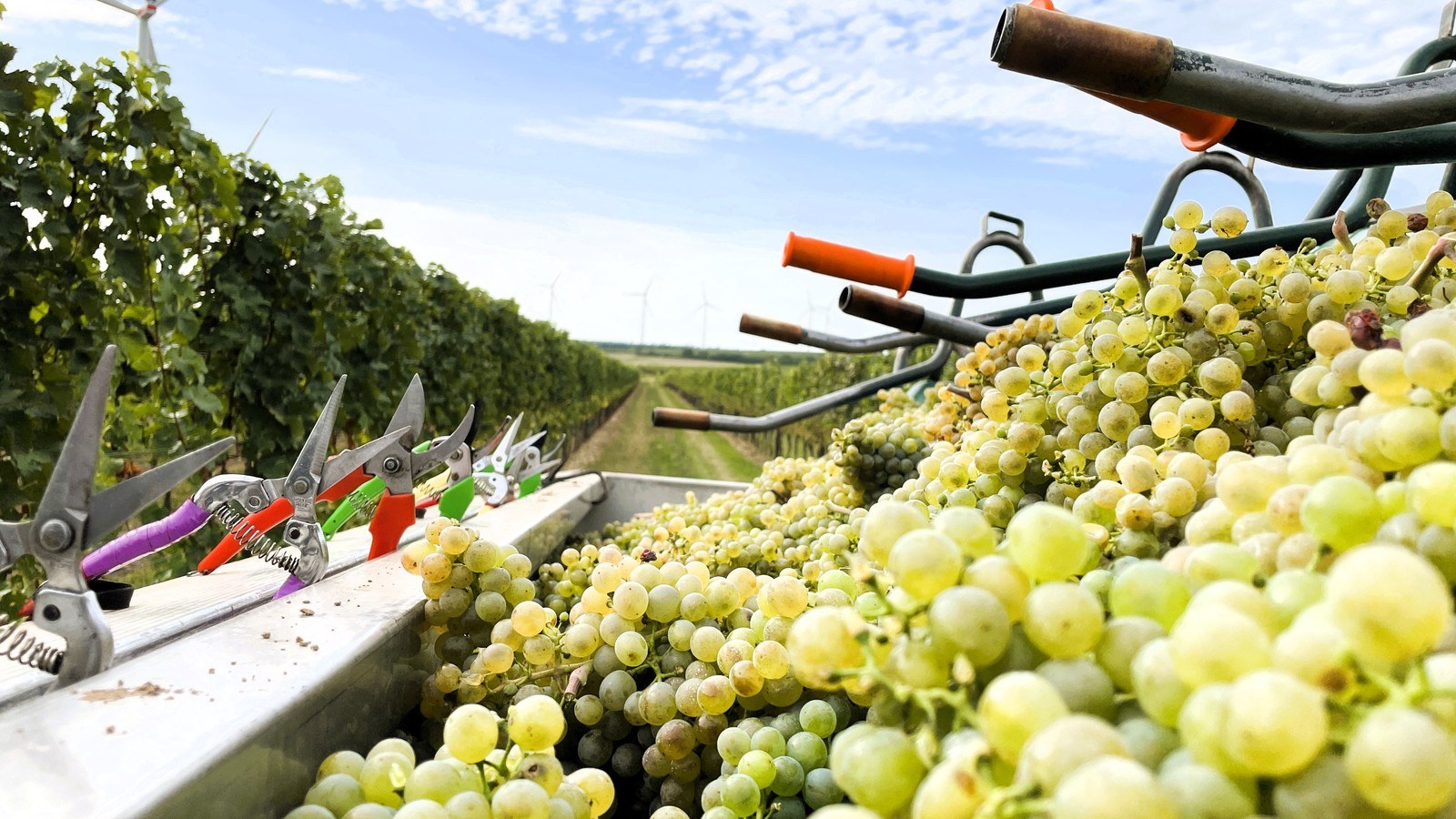 Degn.wein