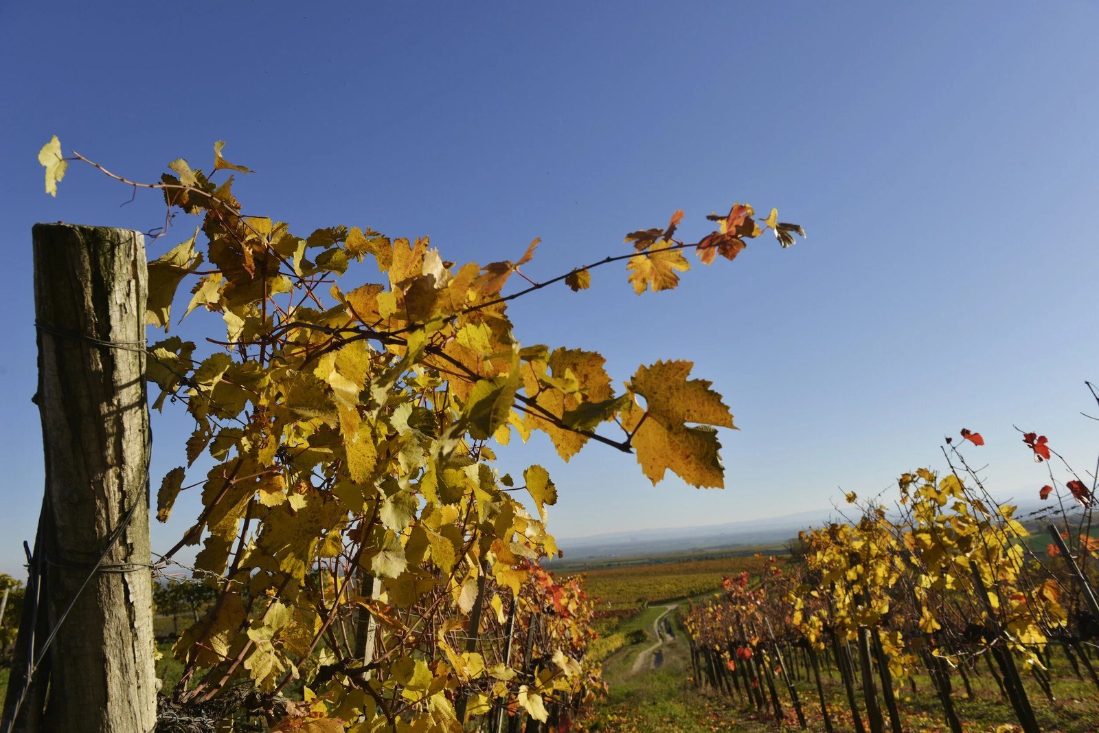 Weingut Florian Bauer