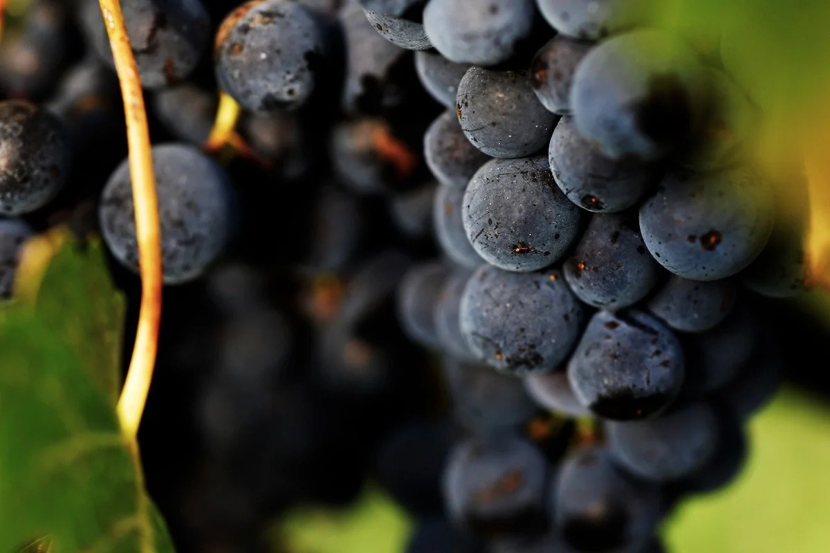 Golser Wein GmbH – Gaudium Vinum Galos