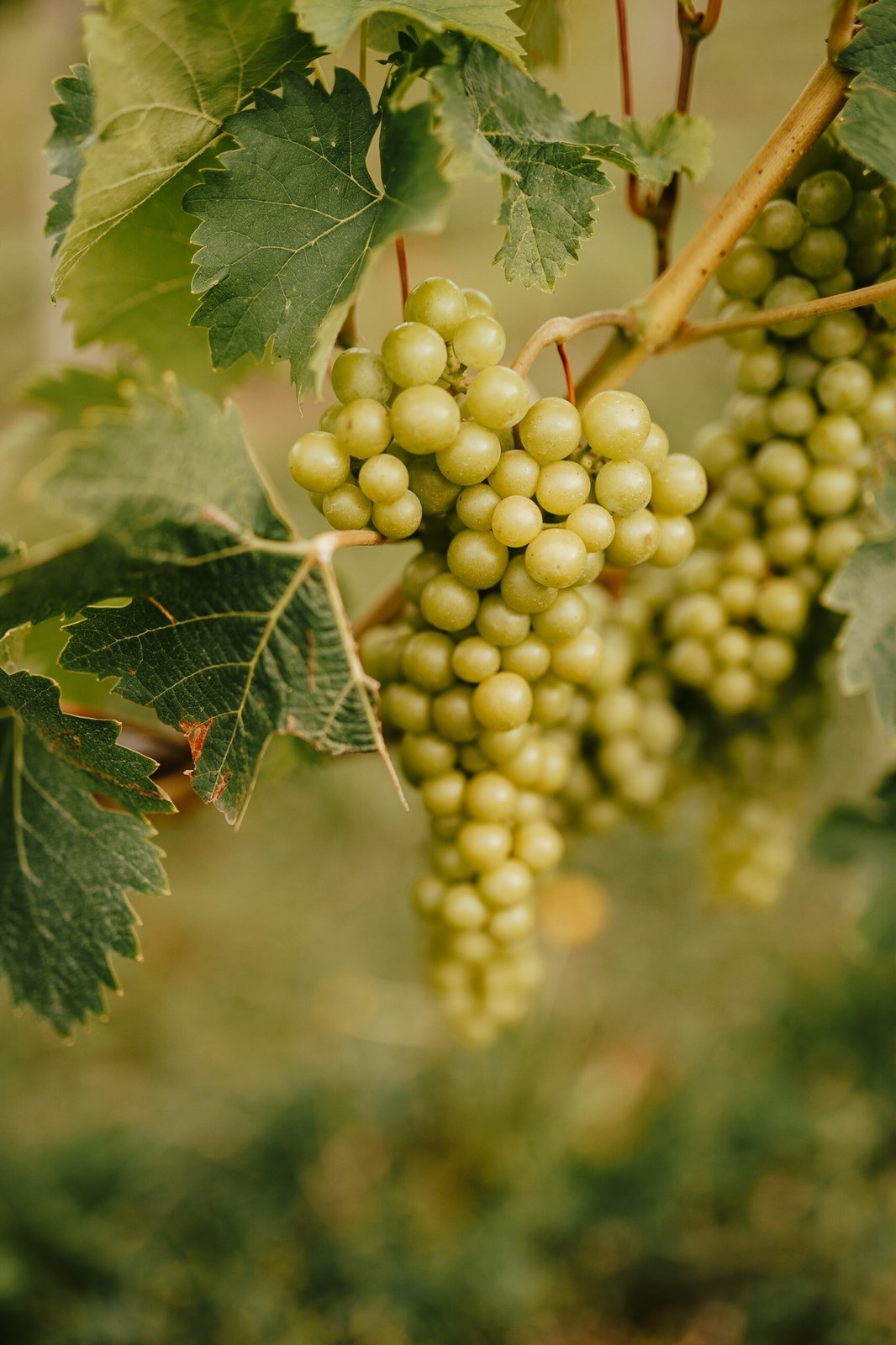 Weinrefugium