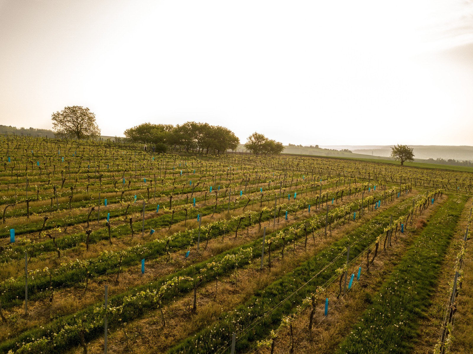 Weinbau Maurer
