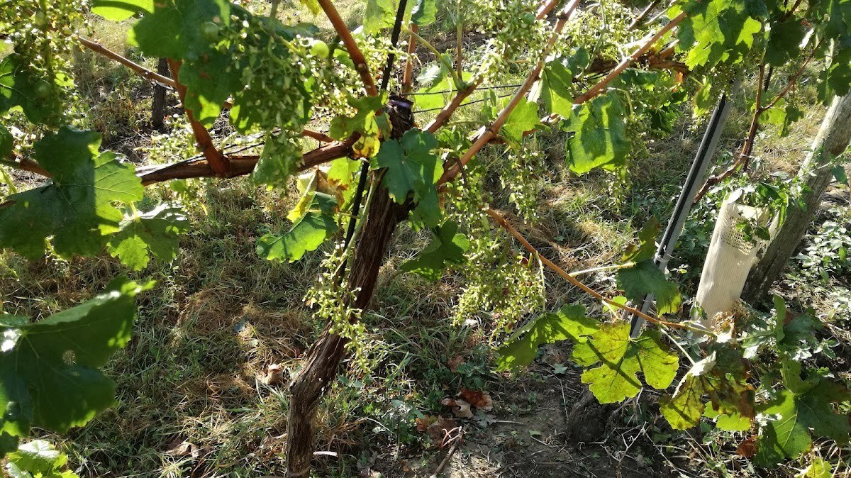 Weinwurm