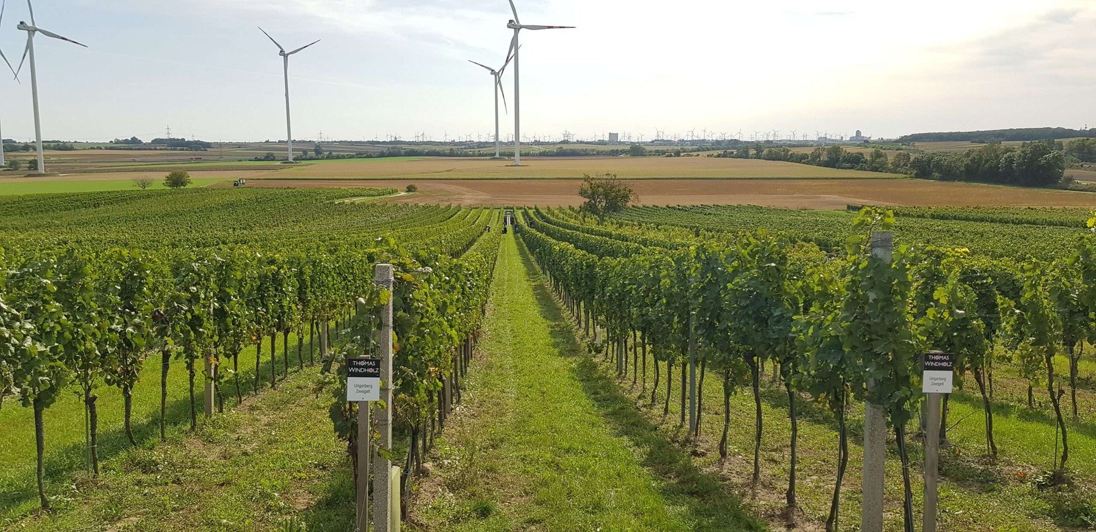 Windholz