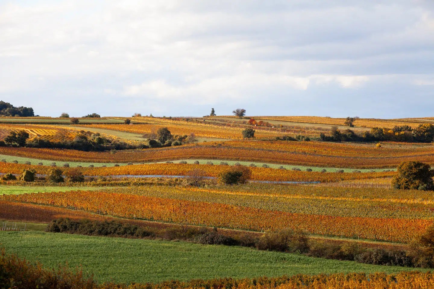 Hammer Wein Rust