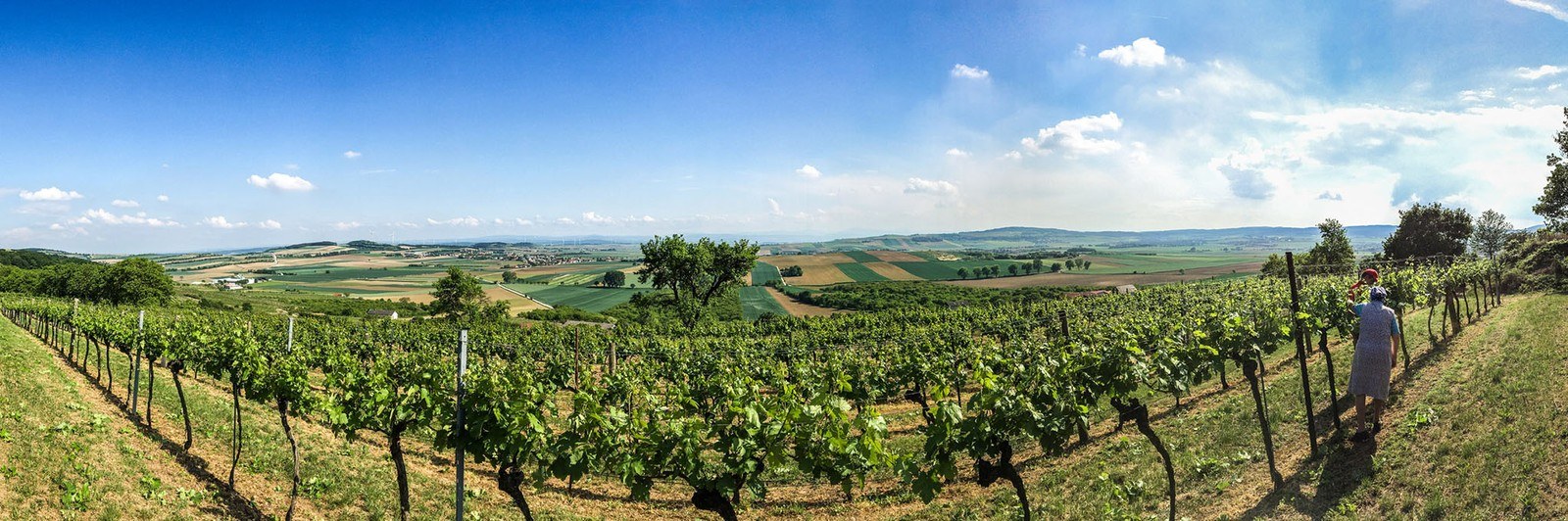 Wein- & Gästehof Schabasser