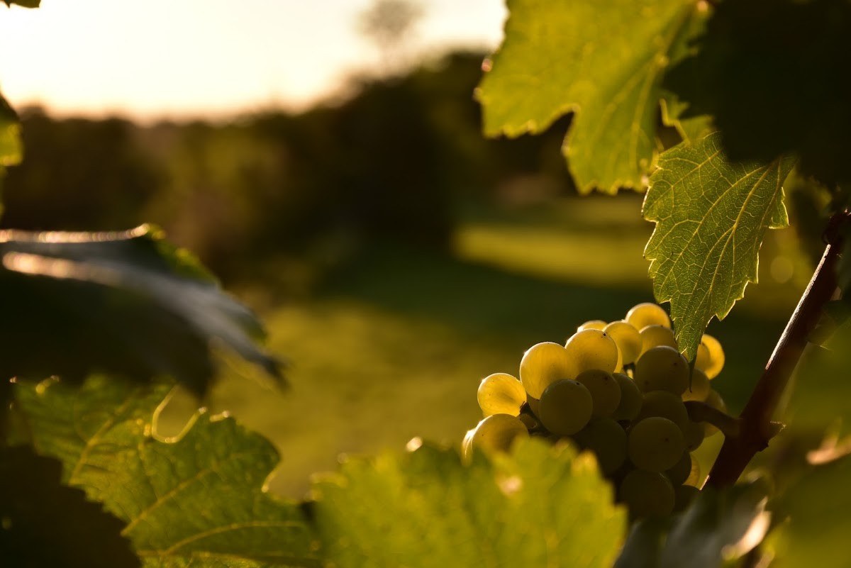 Weingut Mann