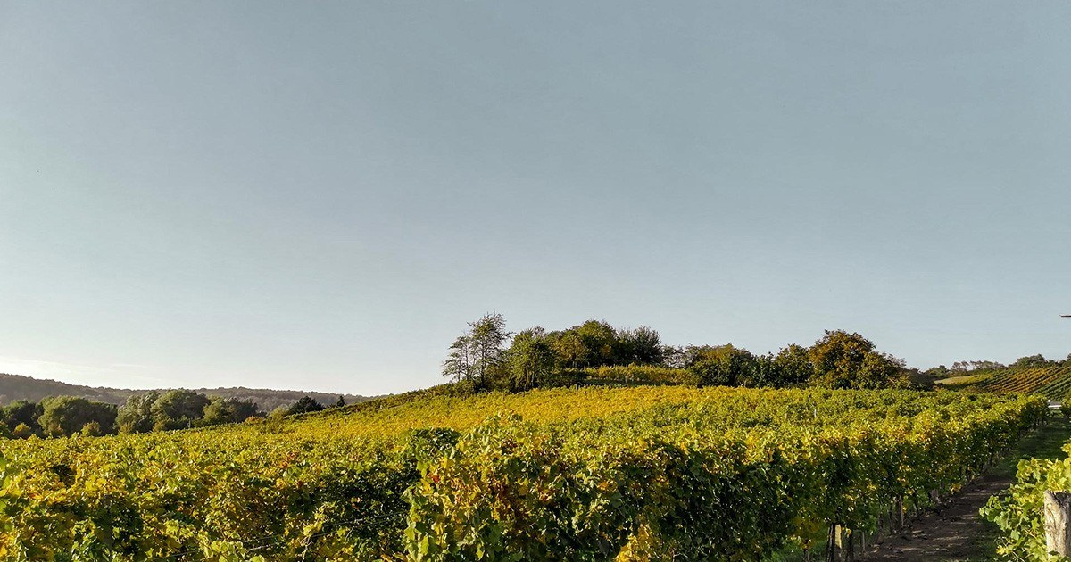 Weingut Hörmayer
