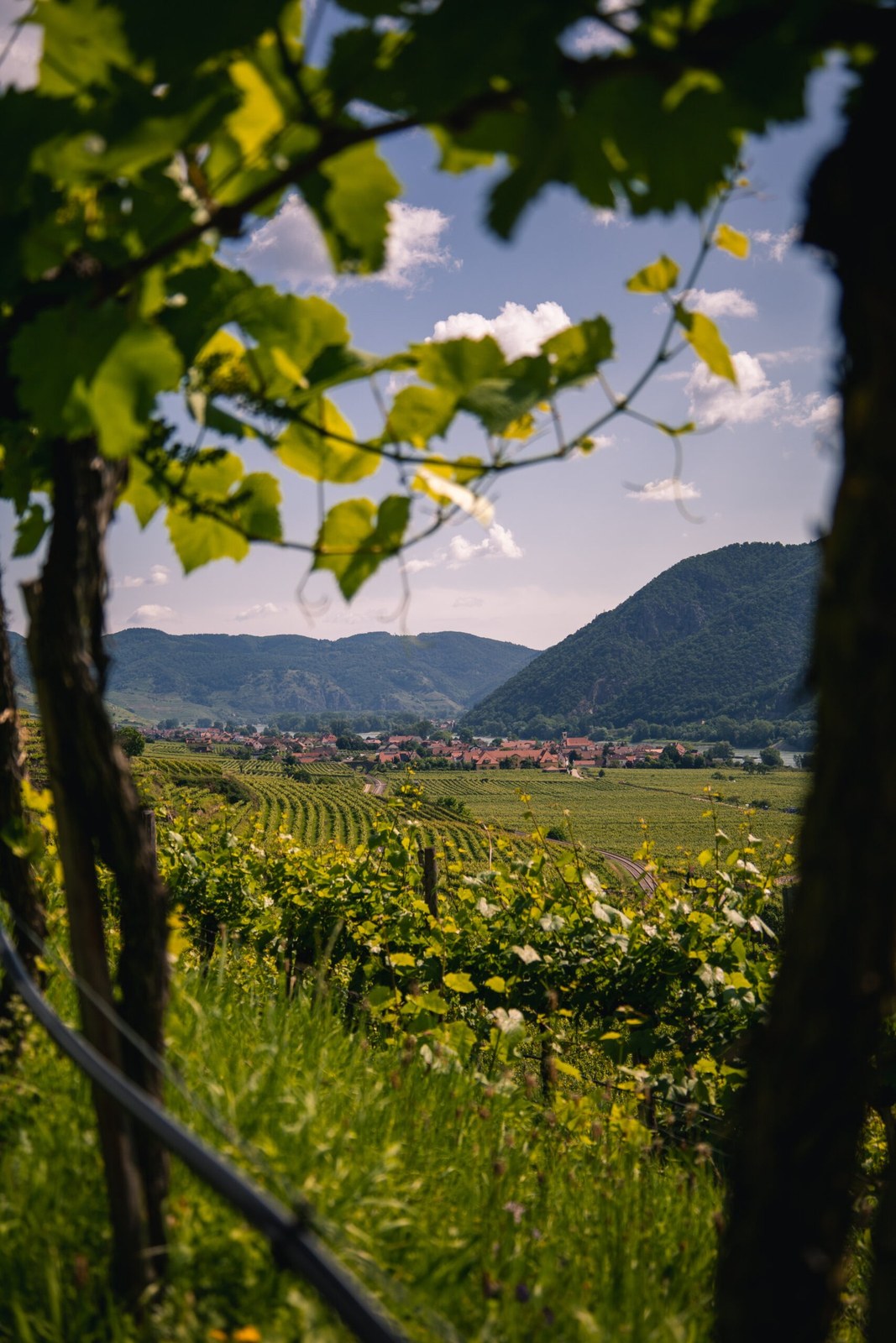 Weingut Rettenbacher