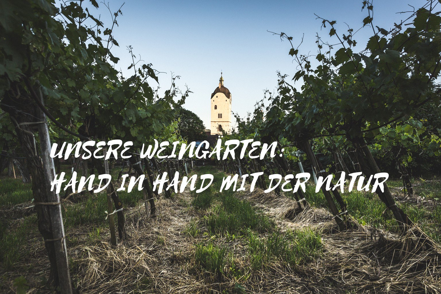 Mayer Resch - Der Winzer am Rebentor