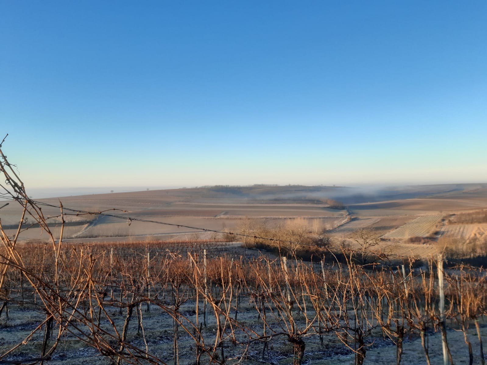 Petz Weingut Karin