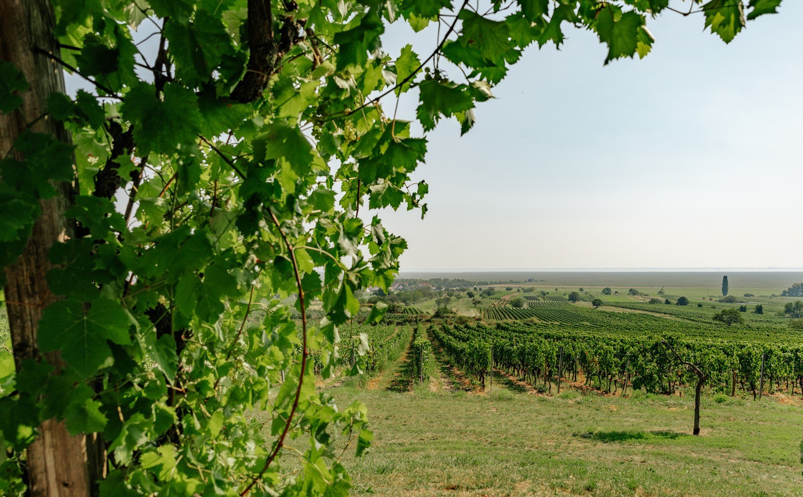 Weingut Fabian