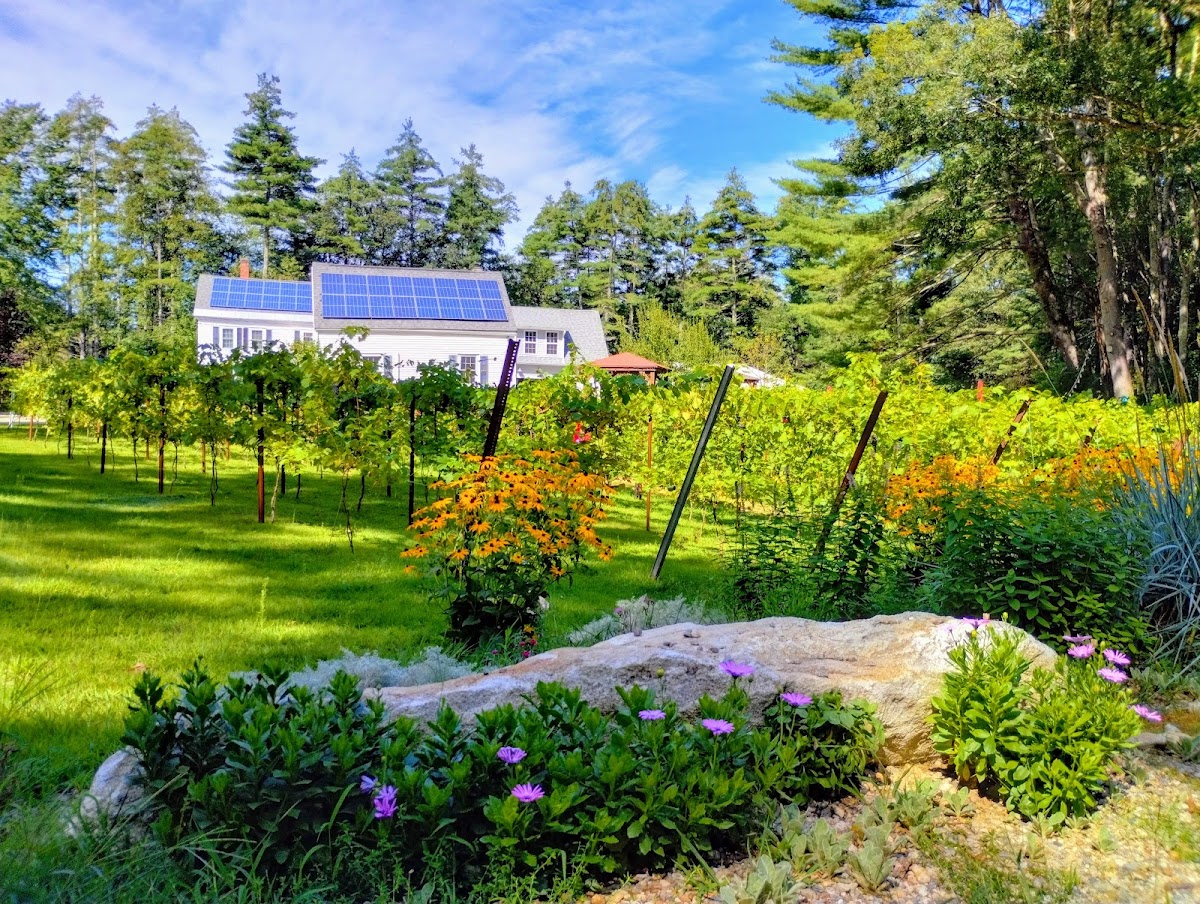 Averill House Vineyard