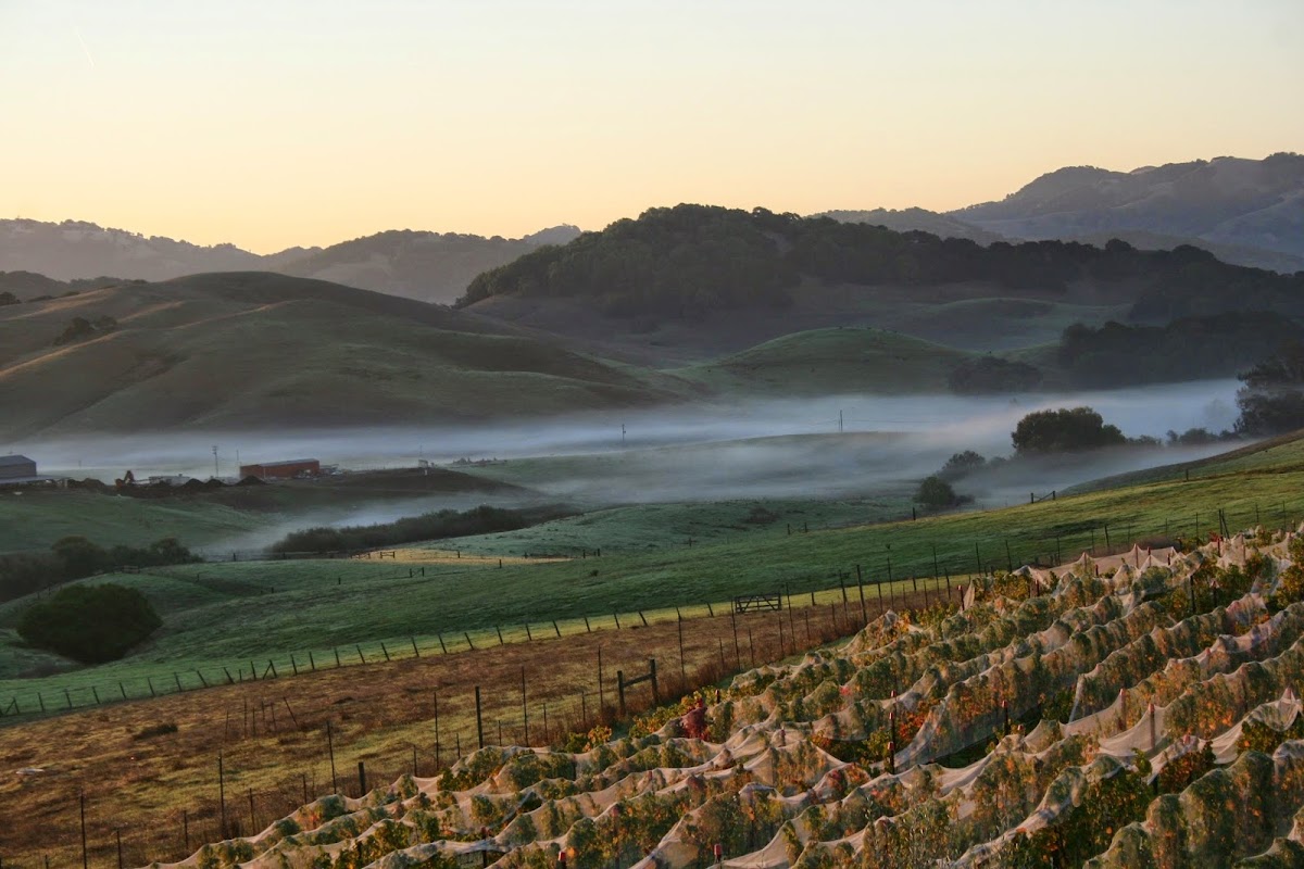 AZARI WINERY