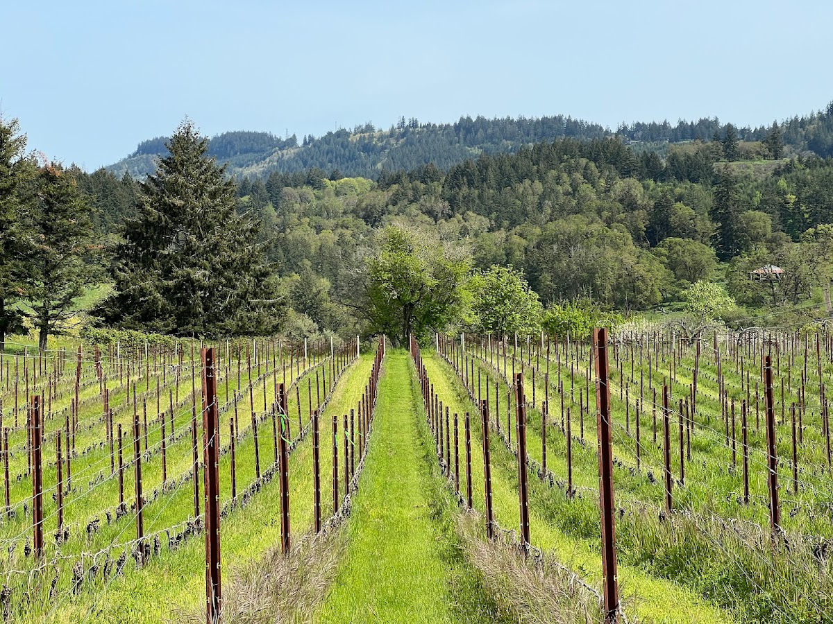 Bacus Vineyards