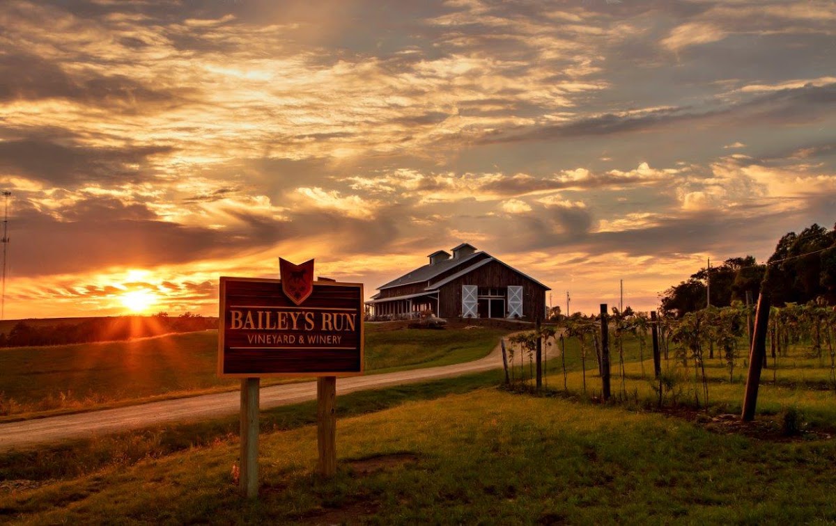 Bailey's Run Vineyard